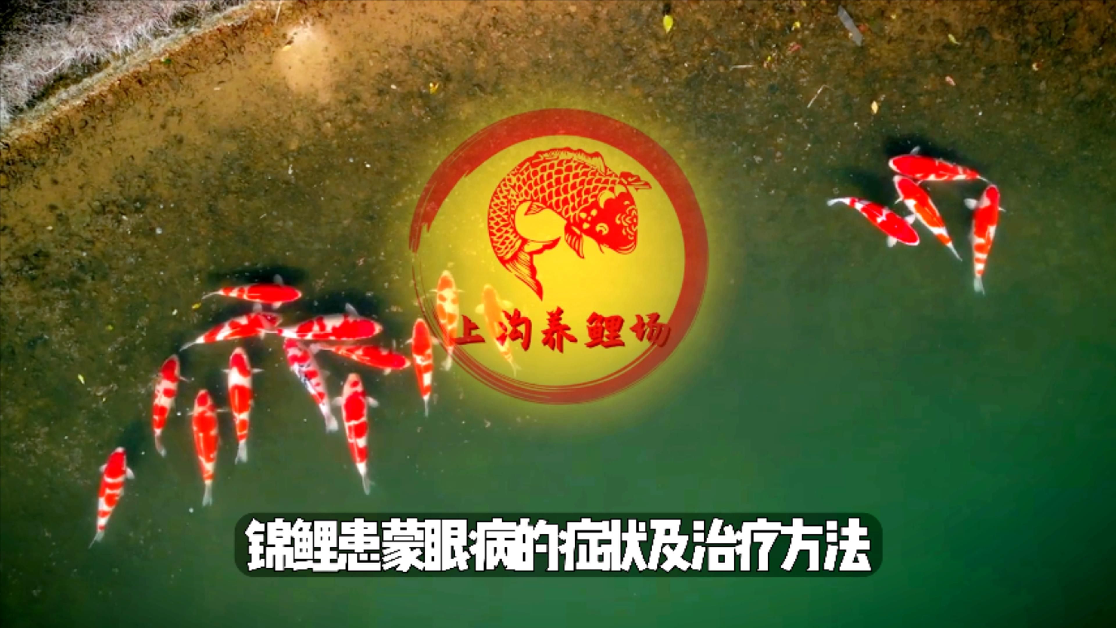 魚眼睛有白膜怎么治，魚眼睛上有一層白膜是什么原因，怎么辦