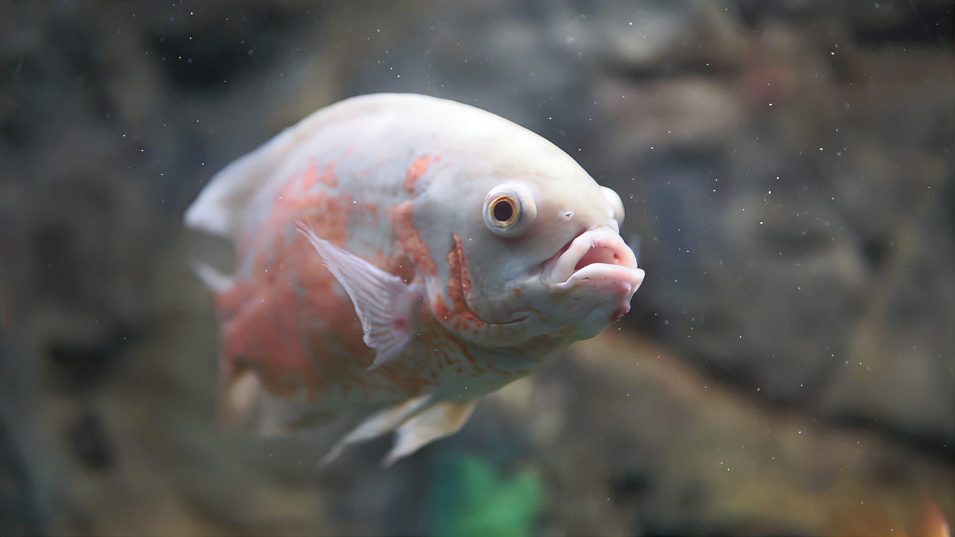 魚眼睛有白膜怎么治，魚眼睛上有一層白膜是什么原因，怎么辦