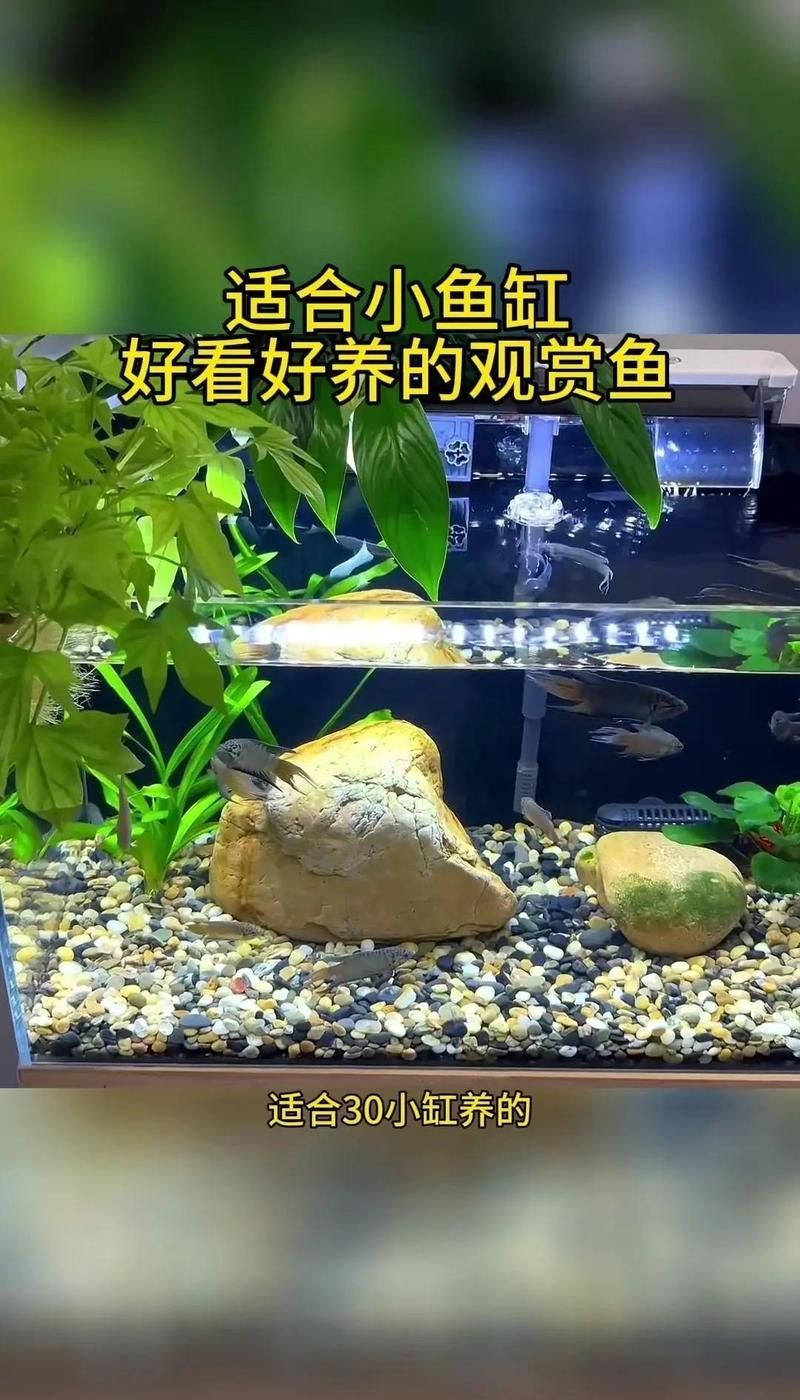 有哪些觀賞魚適合小缸飼養