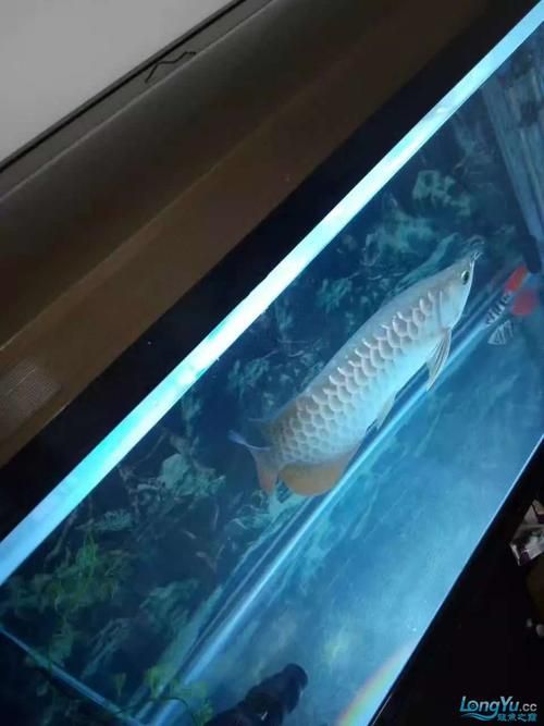 夜間關(guān)燈后，龍魚會(huì)有哪些反應(yīng)？，夜間關(guān)燈后龍魚會(huì)有哪些反應(yīng)？