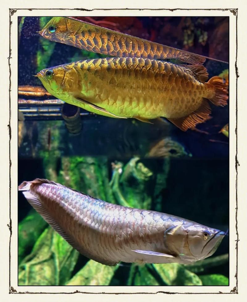 如何選擇適合的風水龍魚，如何選擇適合自己的風水魚
