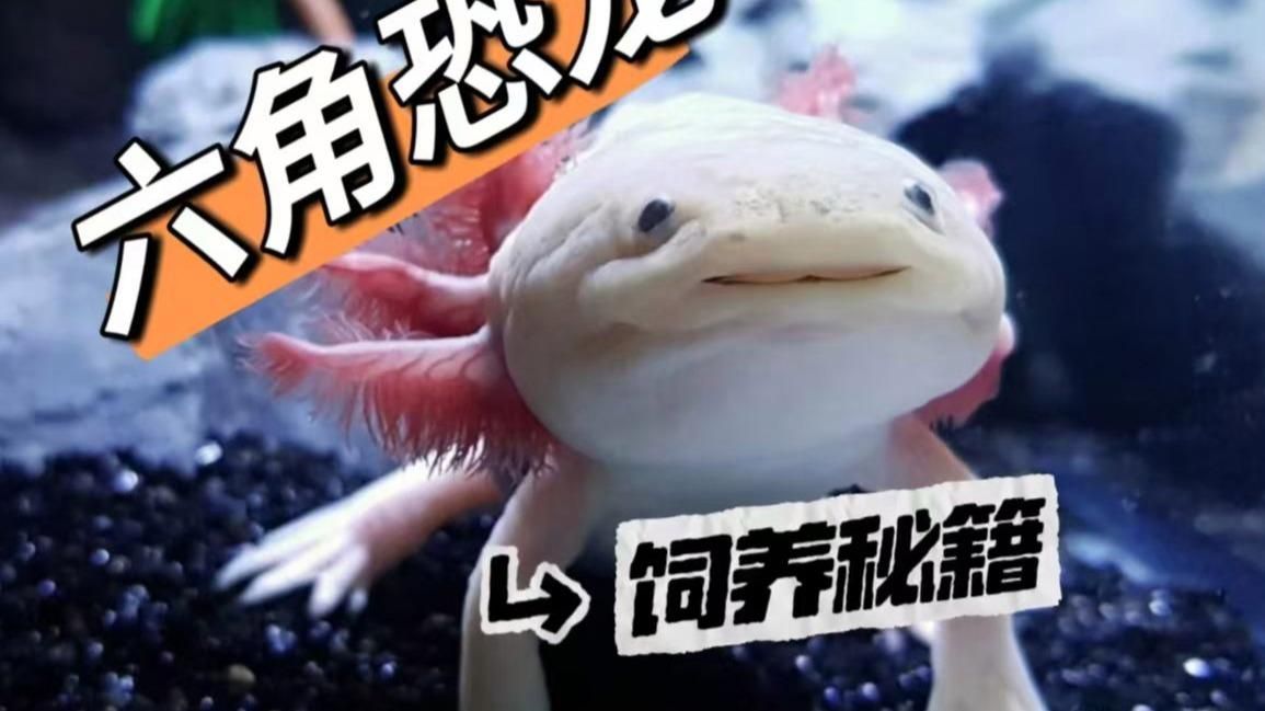 六角恐龍魚多久喂一次比較合適，六角恐龍魚的喂食頻率