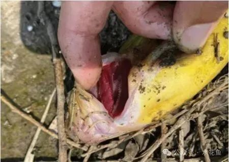 如何判斷龍魚腮腫是細菌感染還是寄生蟲？，如何判斷龍魚腮腫是寄生蟲感染還是寄生蟲感染還是寄生蟲