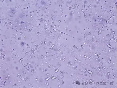 如何判斷龍魚腮腫是細菌感染還是寄生蟲？，如何判斷龍魚腮腫是寄生蟲感染還是寄生蟲感染還是寄生蟲