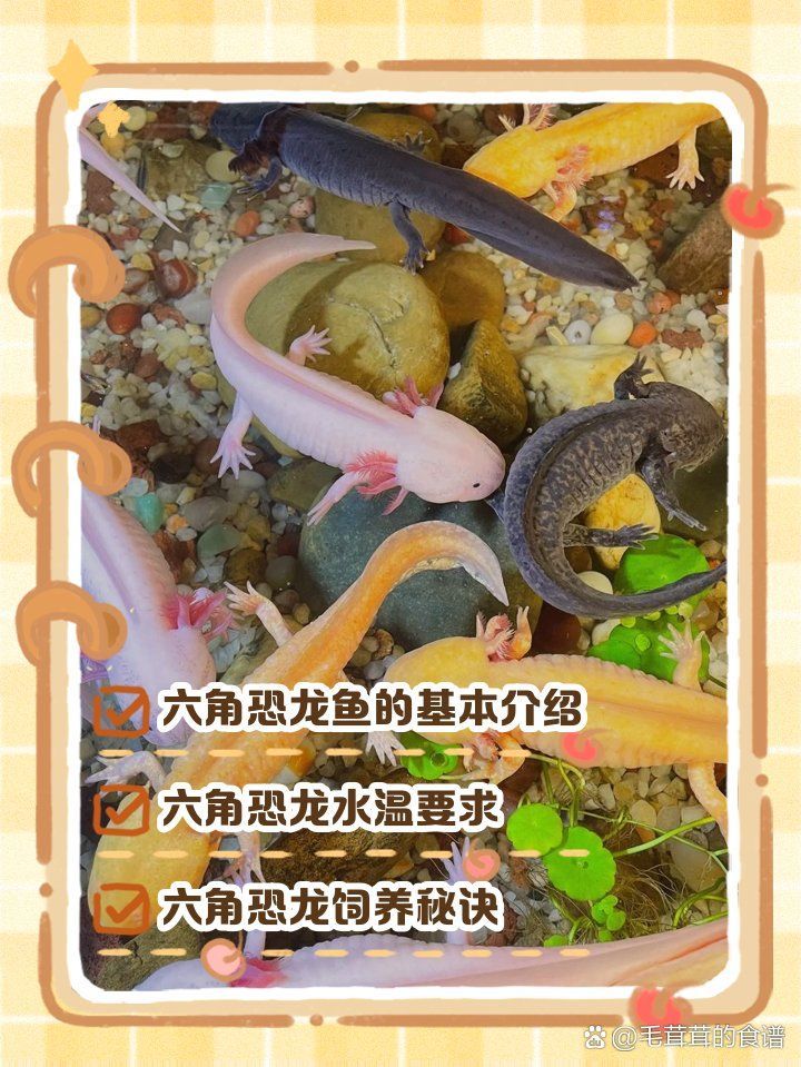 哪些人適合飼養六角恐龍魚，六角恐龍魚的飼養方法