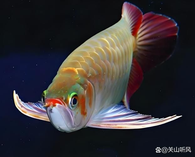 雞澤龍魚有哪些特點？，河北邯鄲市雞澤縣雞澤龍魚百科式詳解雞澤龍魚的特點