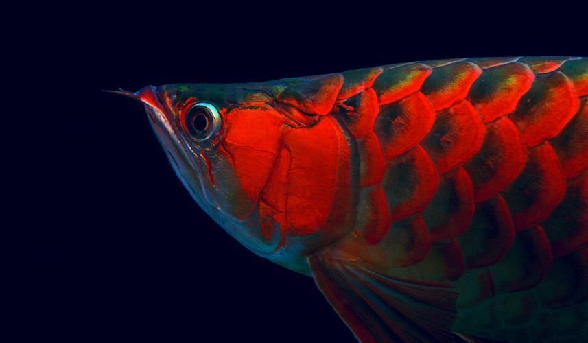 雞澤龍魚有哪些特點？，河北邯鄲市雞澤縣雞澤龍魚百科式詳解雞澤龍魚的特點