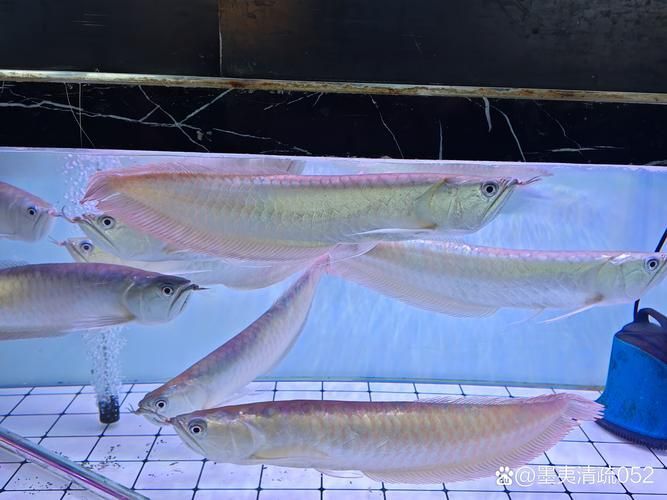 雞澤龍魚有哪些特點？，河北邯鄲市雞澤縣雞澤龍魚百科式詳解雞澤龍魚的特點