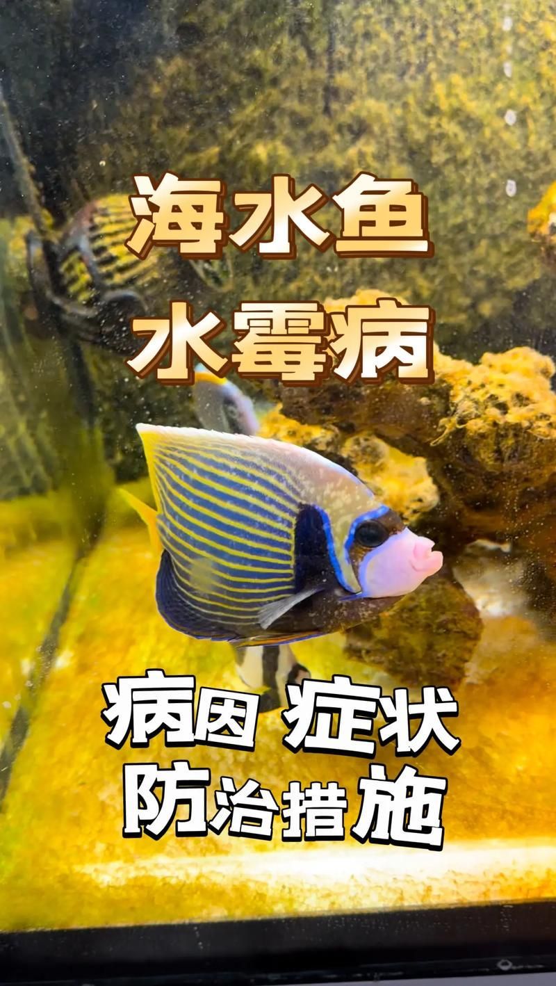 如何預防魚黑色霉斑的復發，如何準準確預防魚黑斑