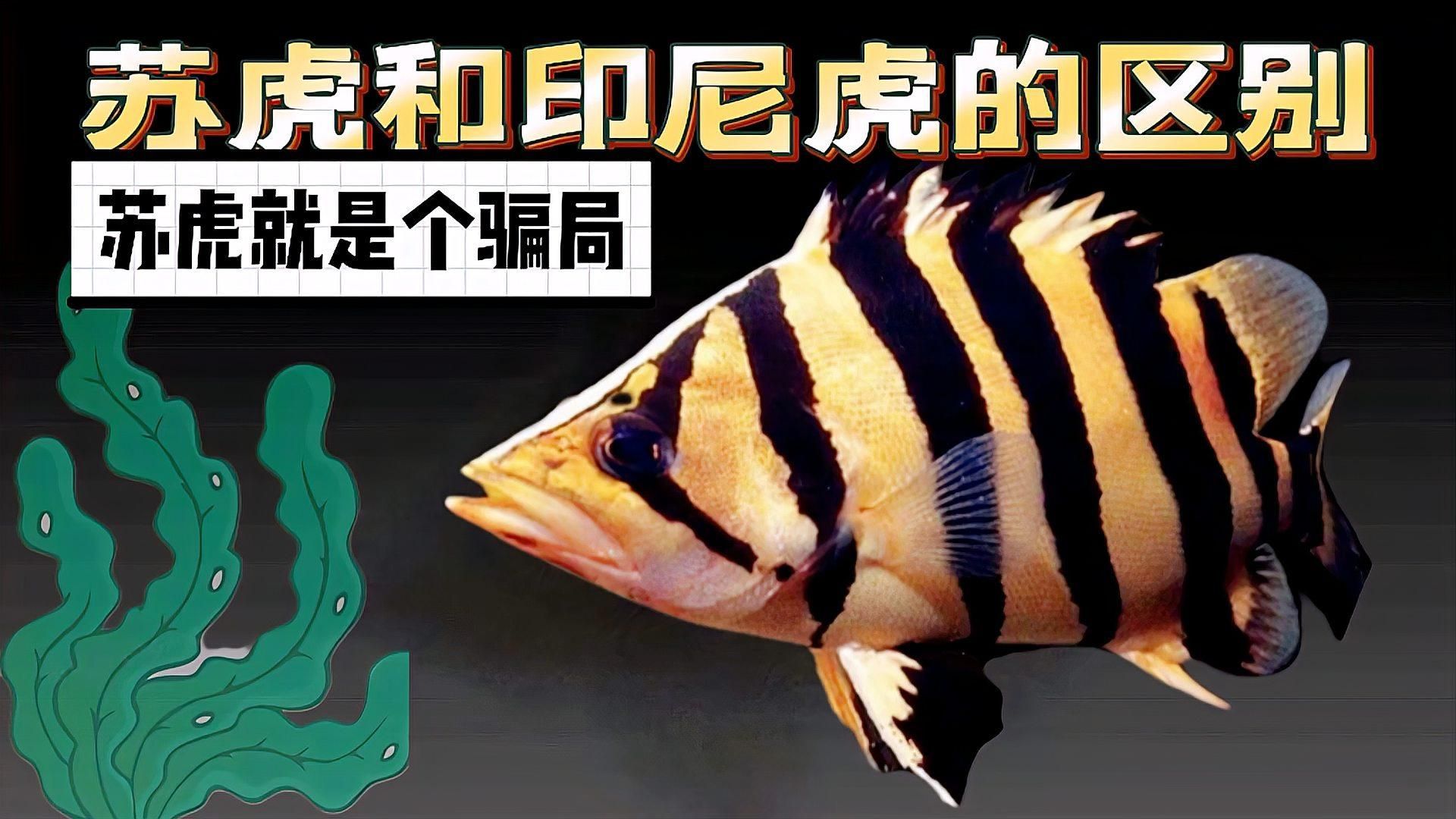 如何選擇合適的龍虎魚品種，十款熱門龍魚大揭秘,紅龍、金龍等品種全解析