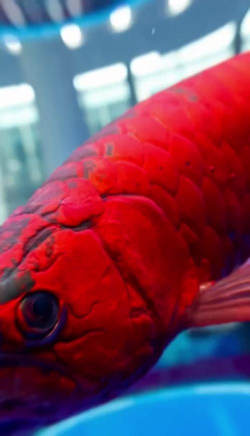 還有哪些國際性的龍魚比賽，馬來西亞第一屆mafc龍魚爭霸賽2024年底舉辦