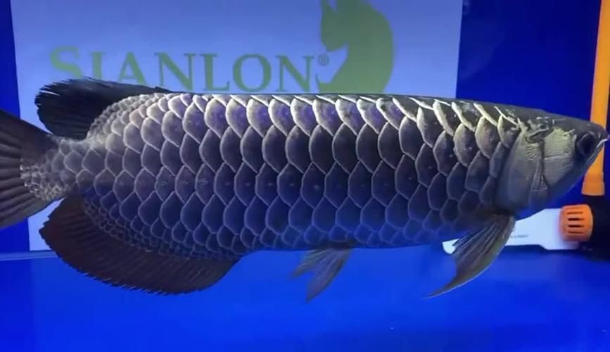 還有哪些國際性的龍魚比賽，馬來西亞第一屆mafc龍魚爭霸賽2024年底舉辦