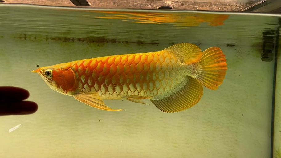 斯巴沃紅龍有哪些品種，光影探測器，如何區(qū)分斯巴沃紅龍的品種