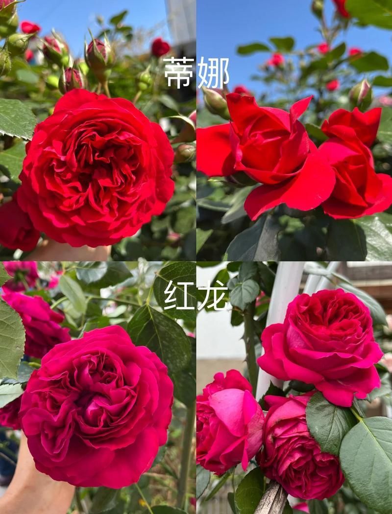 斯巴沃紅龍有哪些品種，光影探測(cè)器，如何區(qū)分斯巴沃紅龍的品種