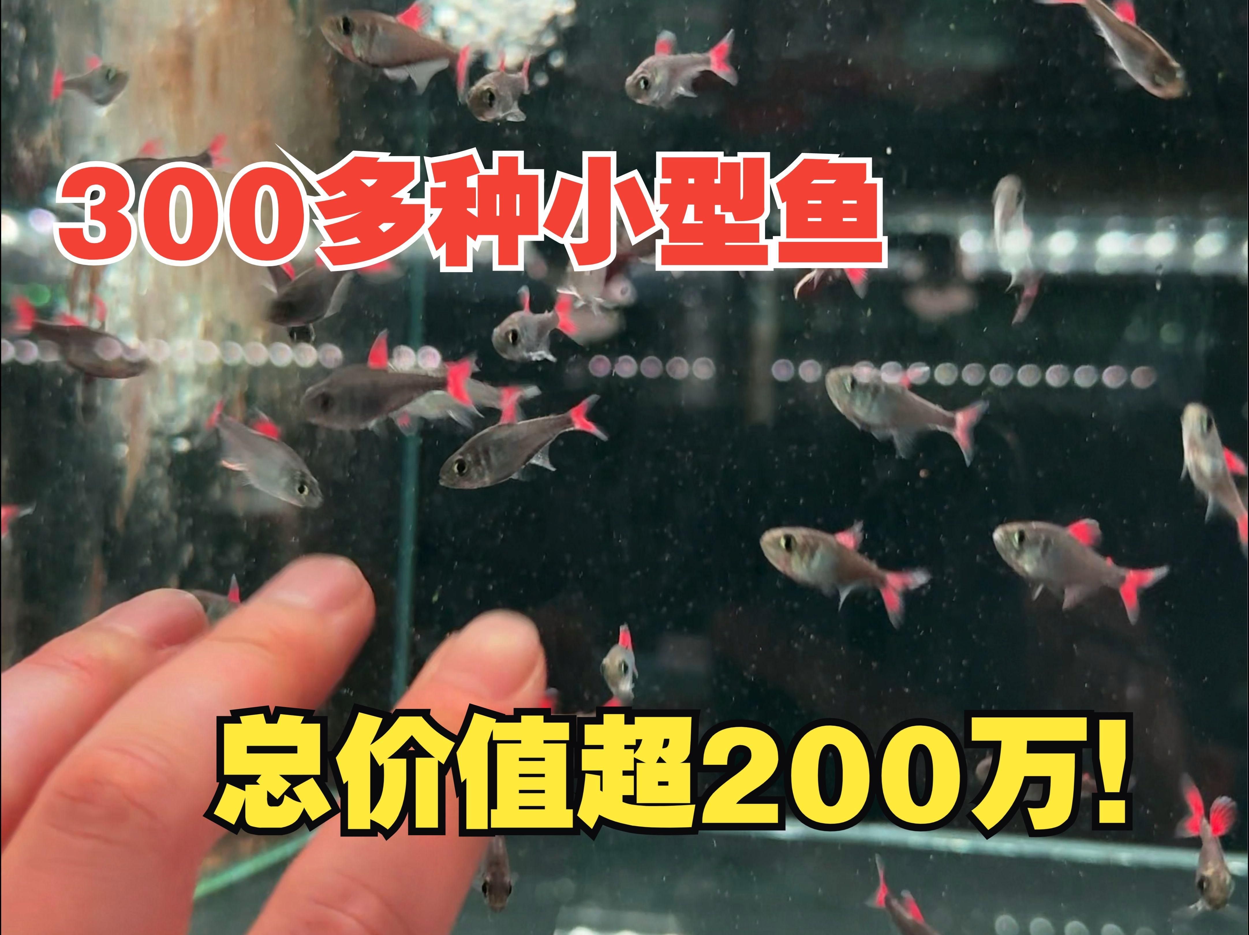 還有哪些稀有的名貴觀賞魚，徐霞客筆下的古董魚