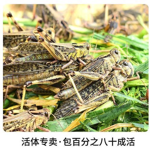 有哪些常見的龍魚活食選擇？，觀賞魚中常見的龍魚活食包括哪些常見的龍魚活食搭配