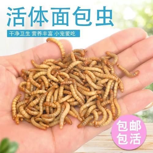 有哪些常見的龍魚活食選擇？，觀賞魚中常見的龍魚活食包括哪些常見的龍魚活食搭配