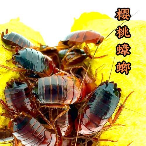 有哪些常見的龍魚活食選擇？，觀賞魚中常見的龍魚活食包括哪些常見的龍魚活食搭配