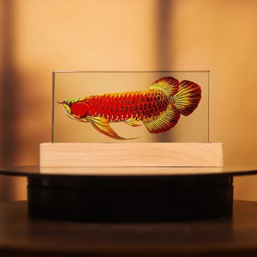 龍魚擺件有哪些款式，龍魚擺件的款式及款式詳解