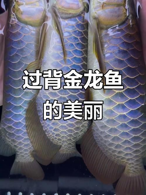 如何判斷東麗龍魚的品相