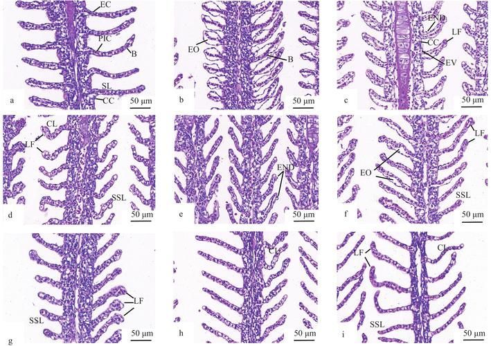 如何預防爛鰓病的傳播，arxiv論文助手arxiv論文助手預防爛鰓病傳播途徑