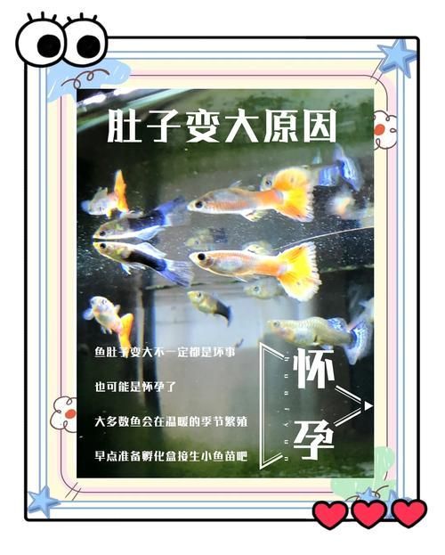 母魚饑餓時如何快速改善，母魚饑餓如何快速改善