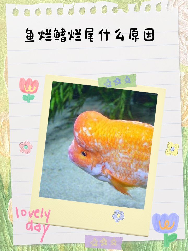有哪些常見的魚類爛鰭爛尾病例，魚類爛鰭爛尾什么原因及治療方案解析魚類爛鰭爛尾病例