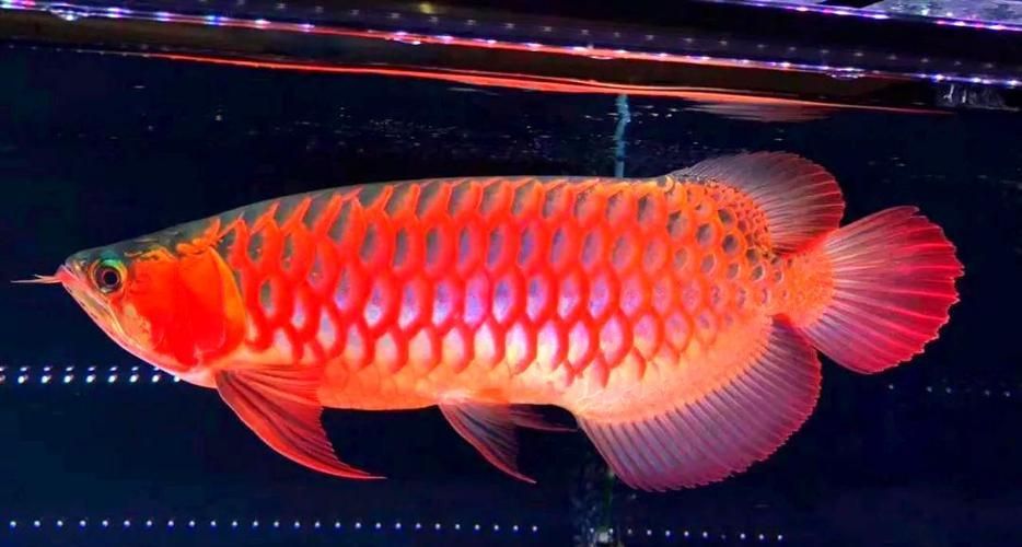 有沒有龍魚燈擺放的圖片示例，龍魚燈擺放有哪些禁忌
