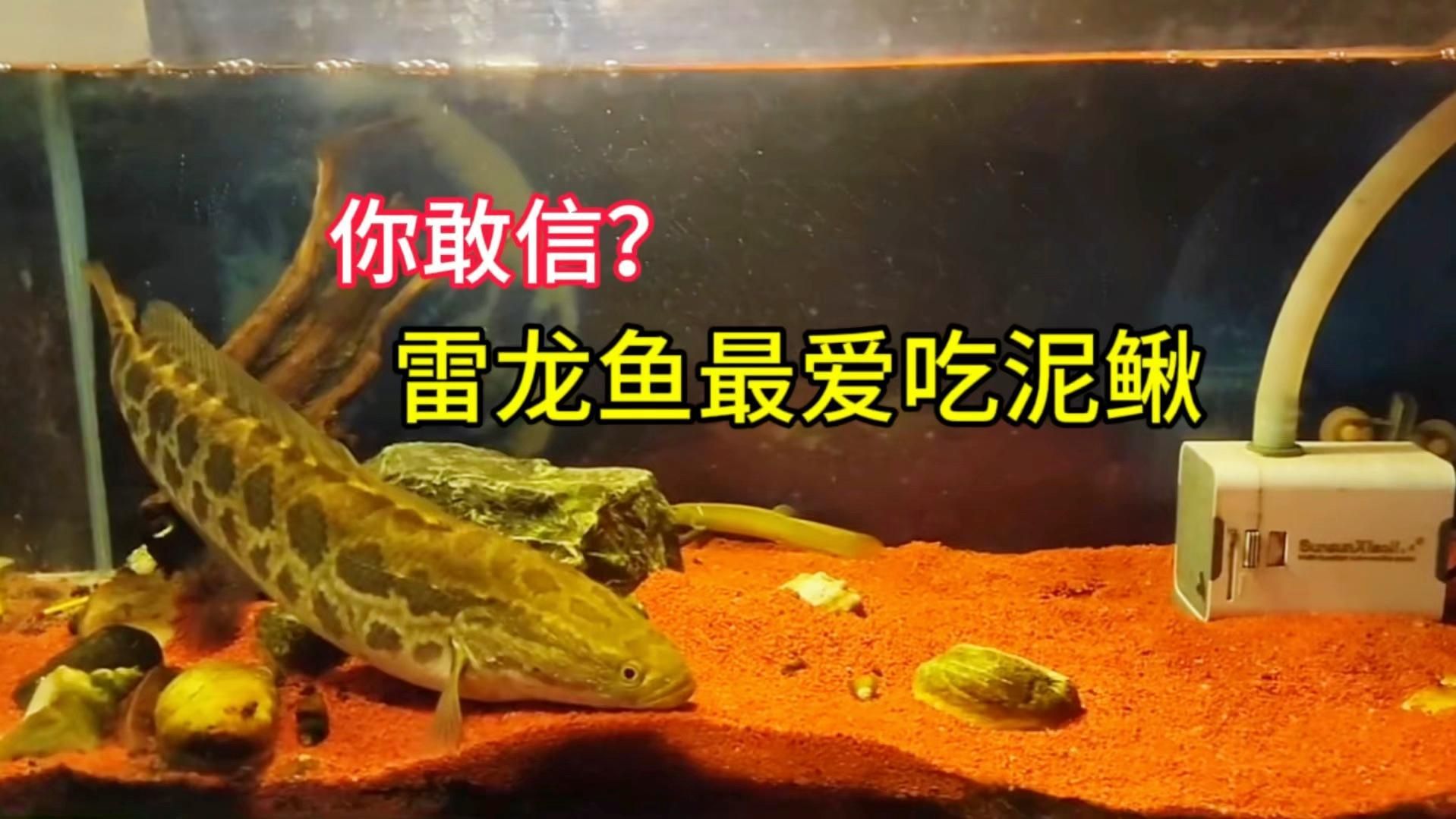 喂龍魚的泥鰍需要多大尺寸？，喂龍魚的泥鰍尺寸需要多大？