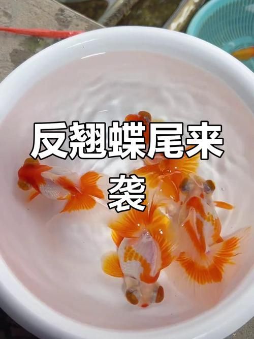 龍睛和蝶尾哪個更受歡迎，龍睛和蝶尾哪個更受歡迎，蝶尾金魚和蝶尾哪個更受歡迎