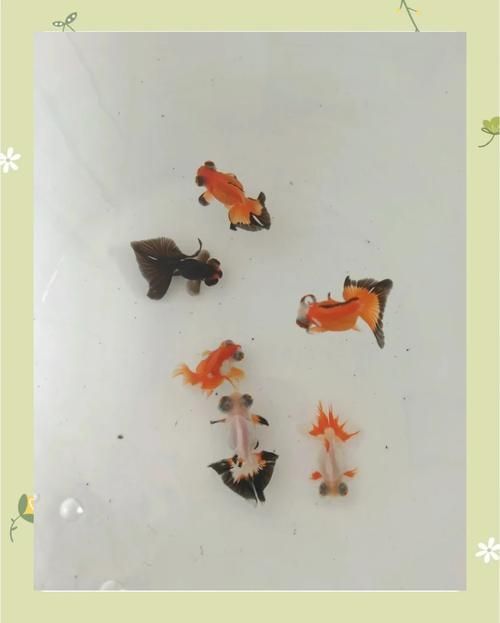 龍睛和蝶尾哪個更受歡迎，龍睛和蝶尾哪個更受歡迎，蝶尾金魚和蝶尾哪個更受歡迎
