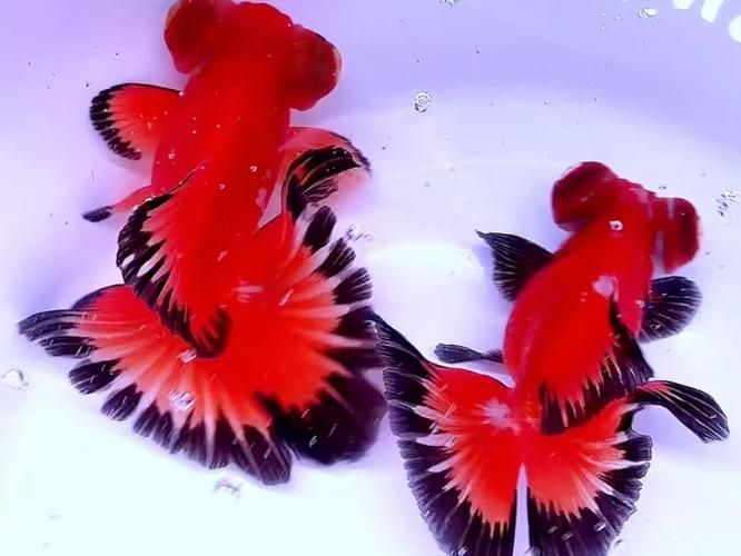 龍睛和蝶尾哪個更受歡迎，龍睛和蝶尾哪個更受歡迎，蝶尾金魚和蝶尾哪個更受歡迎
