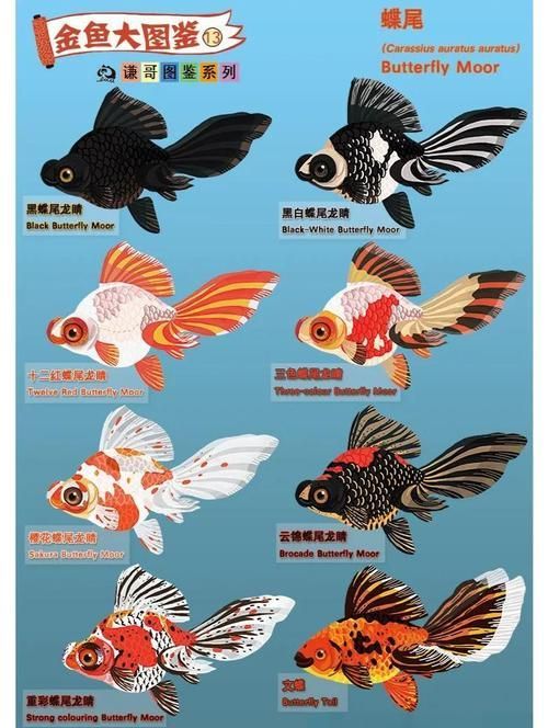 龍睛和蝶尾哪個更受歡迎，龍睛和蝶尾哪個更受歡迎，蝶尾金魚和蝶尾哪個更受歡迎