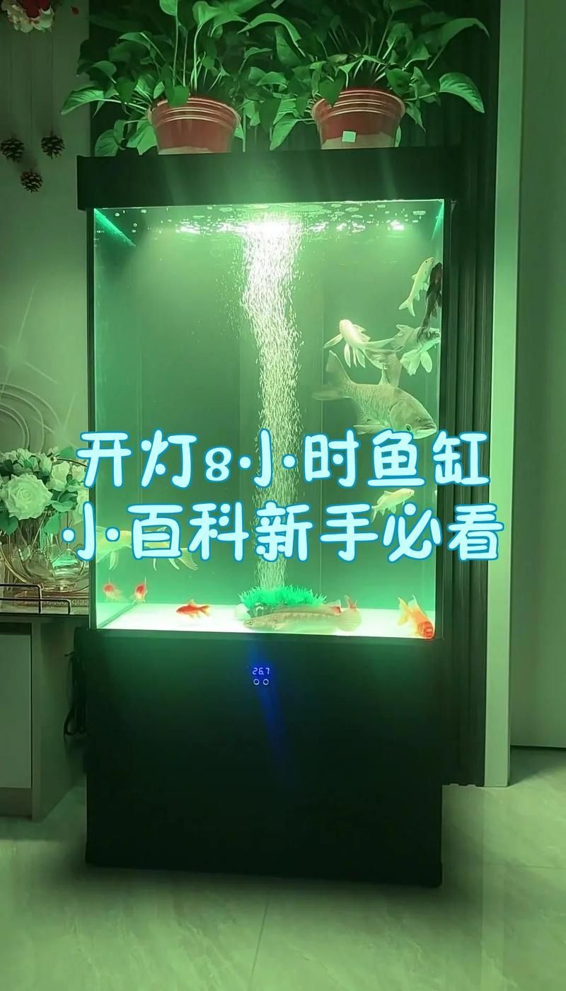 養(yǎng)龍魚晚上關(guān)燈后需要多久開燈？，養(yǎng)龍魚晚上關(guān)燈后需要多久開燈養(yǎng)龍魚晚上關(guān)燈后需要多久開燈