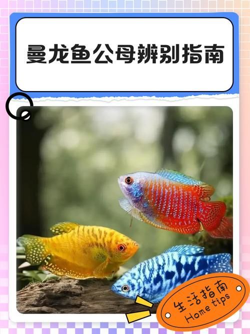 如何預防曼龍魚生病，如何科學預防曼龍魚生病