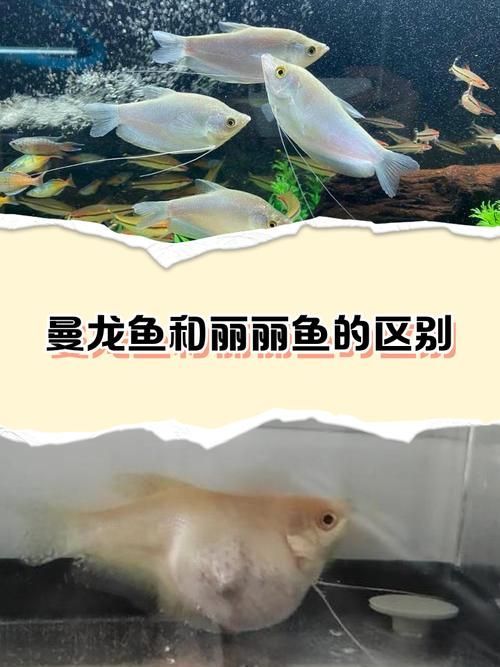 如何預防曼龍魚生病，如何科學預防曼龍魚生病