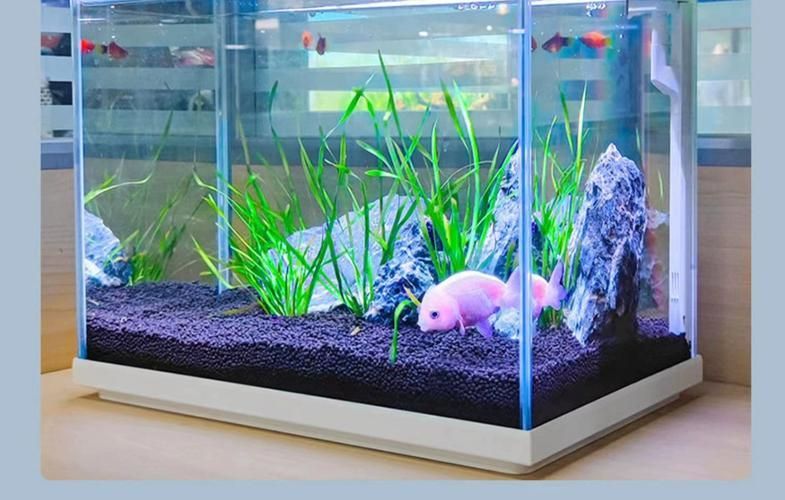 推薦幾款性價(jià)比高的魚(yú)缸品牌，養(yǎng)魚(yú)新選擇:三款高性價(jià)比魚(yú)缸推薦