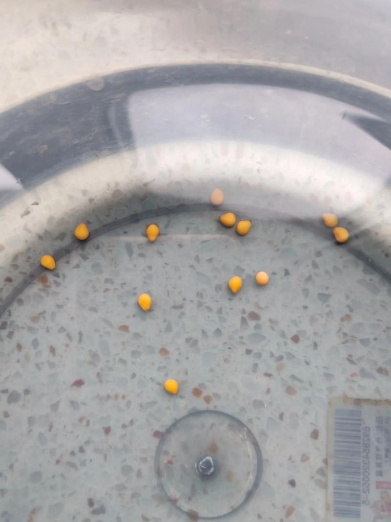 蝴蝶鯉的繁殖方法是什么？，蝴蝶鯉的繁殖技術(shù)