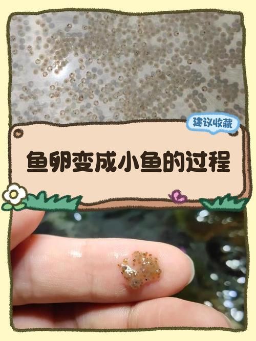 蝴蝶鯉的繁殖方法是什么？，蝴蝶鯉的繁殖技術(shù)