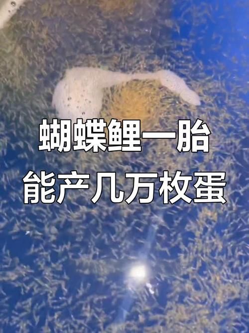 蝴蝶鯉的繁殖方法是什么？，蝴蝶鯉的繁殖技術(shù)