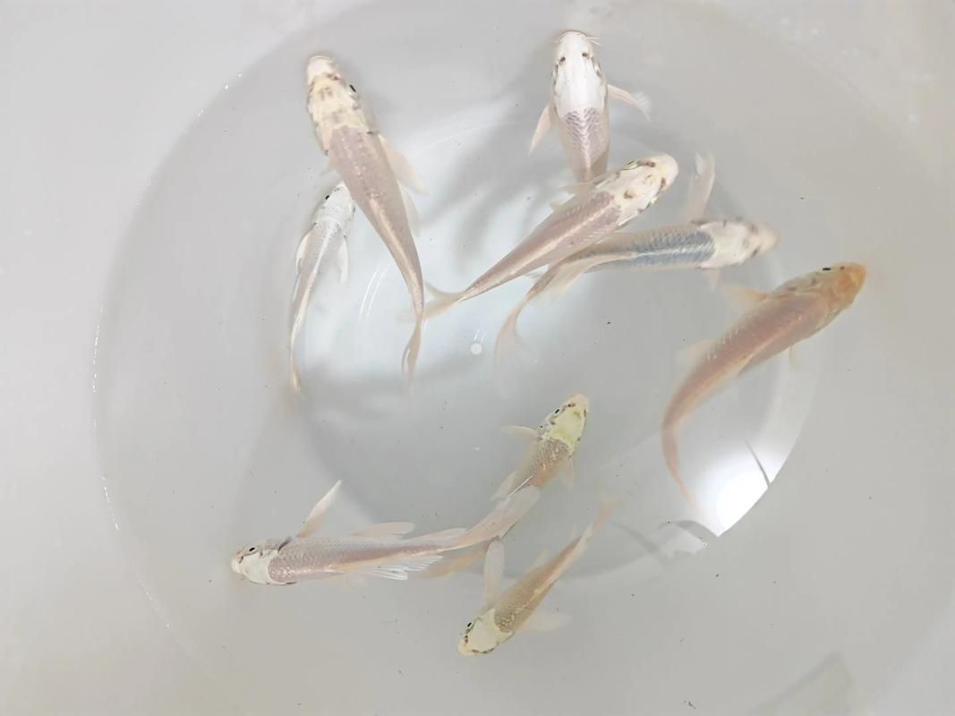 蝴蝶鯉的繁殖方法是什么？，蝴蝶鯉的繁殖技術(shù)