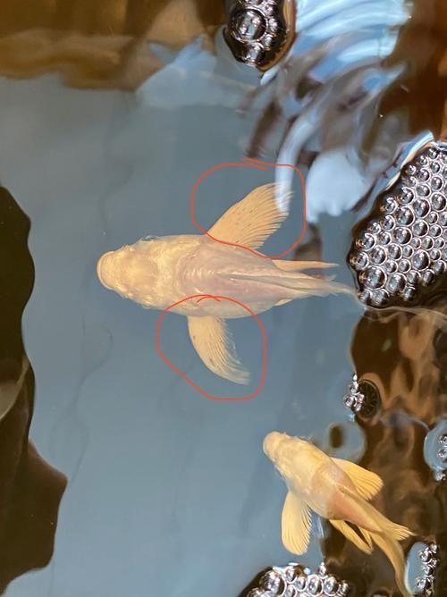 蝴蝶鯉的繁殖方法是什么？，蝴蝶鯉的繁殖技術(shù)