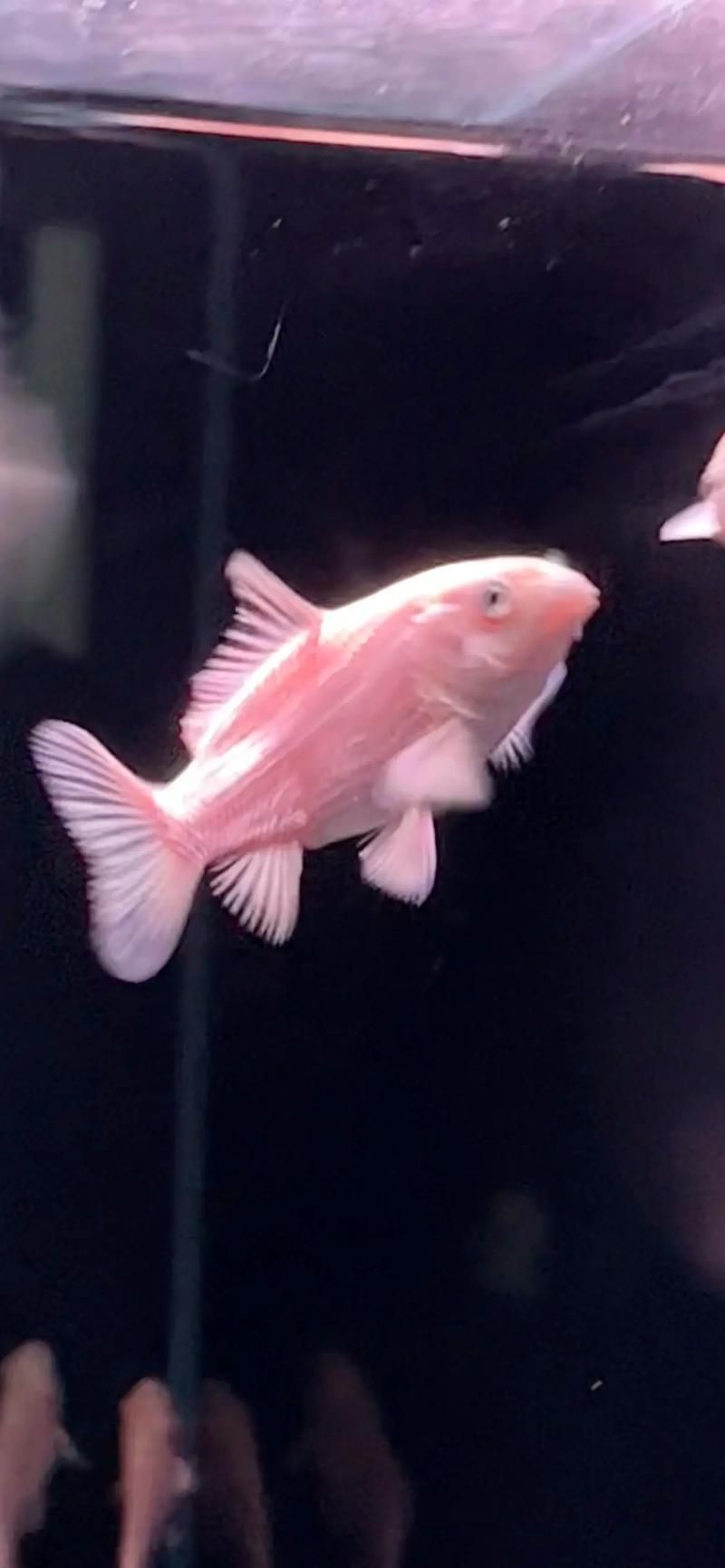 蝴蝶鯉的繁殖方法是什么？，蝴蝶鯉的繁殖技術(shù)