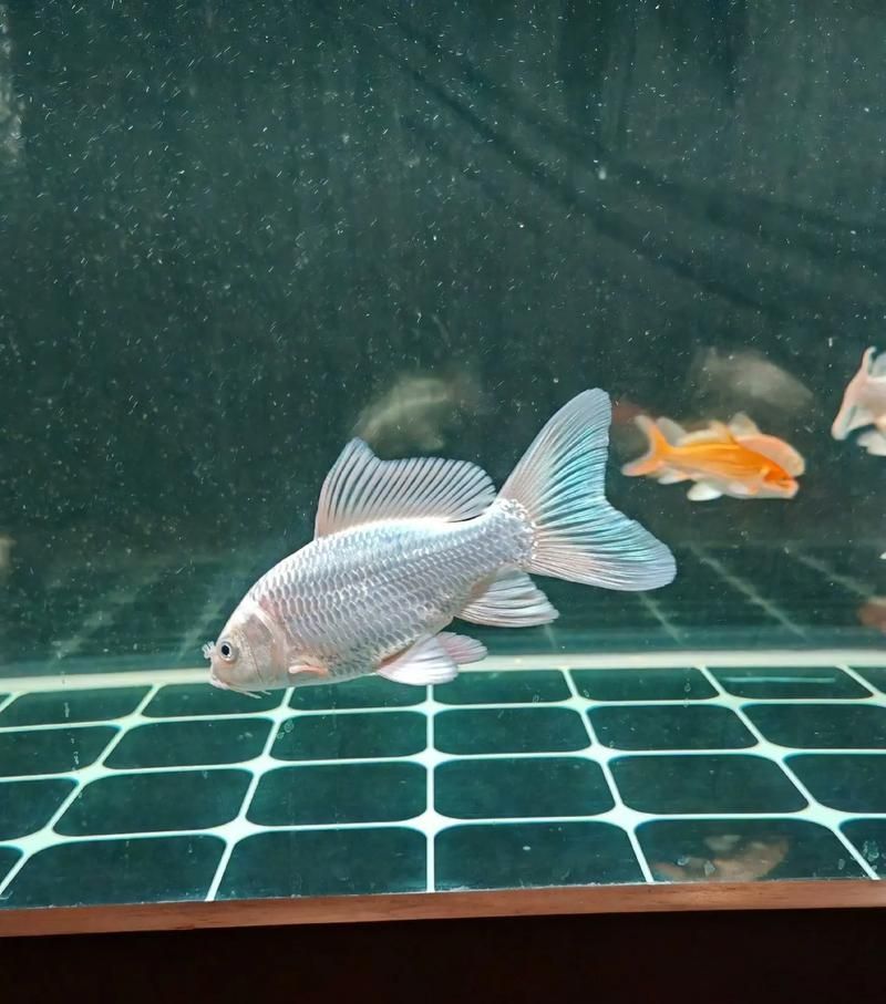 蝴蝶鯉的繁殖方法是什么？，蝴蝶鯉的繁殖技術(shù)