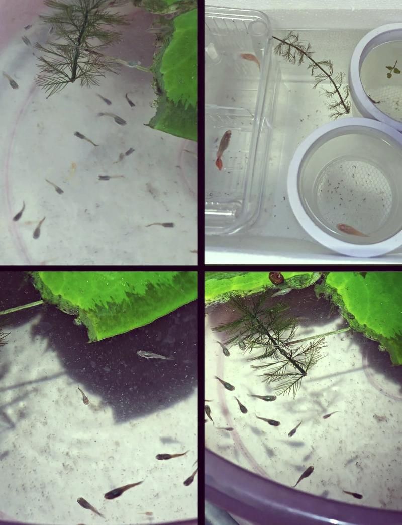 蝴蝶鯉的繁殖方法是什么？，蝴蝶鯉的繁殖技術(shù)