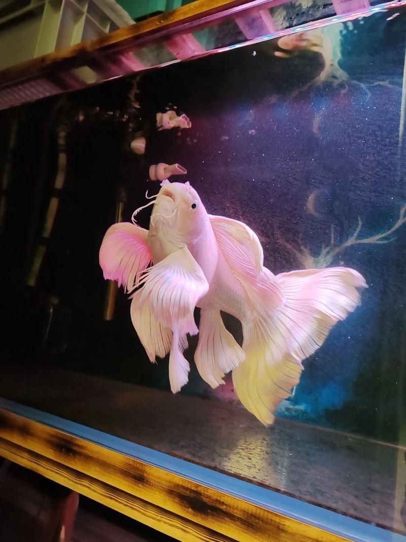 蝴蝶鯉的繁殖方法是什么？，蝴蝶鯉的繁殖技術(shù)