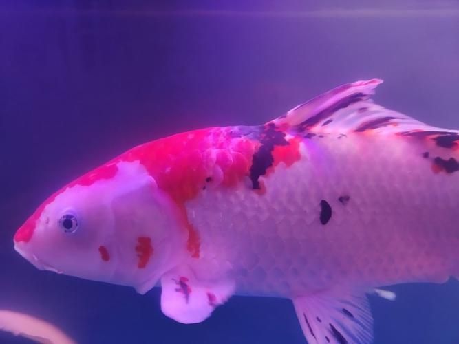 給我一些龍魚白嘴病的圖片對(duì)比，如何區(qū)分龍魚白嘴病的不同類型？