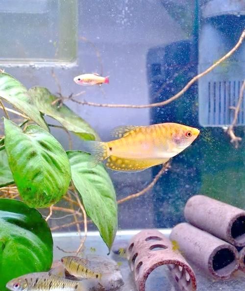 萬龍魚有哪些品種？，“萬龍魚”主要指藍曼龍和黃曼龍兩類，萬龍魚價格是多少