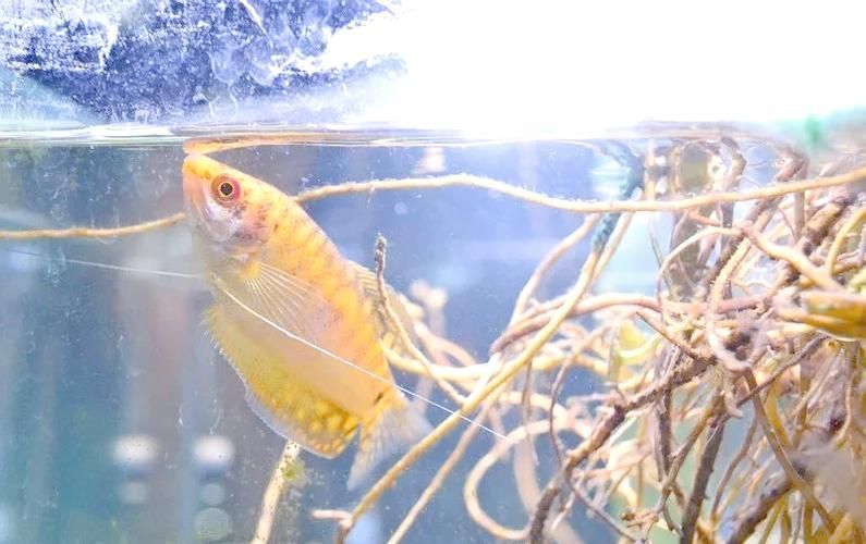 萬龍魚有哪些品種？，“萬龍魚”主要指藍曼龍和黃曼龍兩類，萬龍魚價格是多少