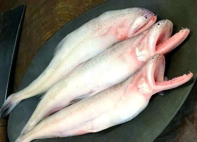炸海龍魚有哪些營養價值，炸海龍魚有哪些營養價值，